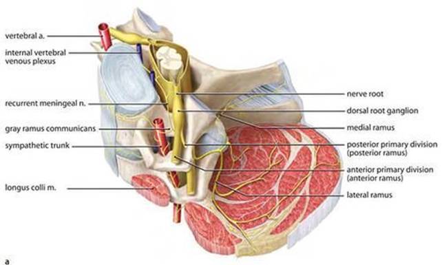 Грижі міжхребцевих дисків на будь-якому рівні 6 фото Грижі міжхребцевих дисків на будь-якому рівні 5 Тернопіль